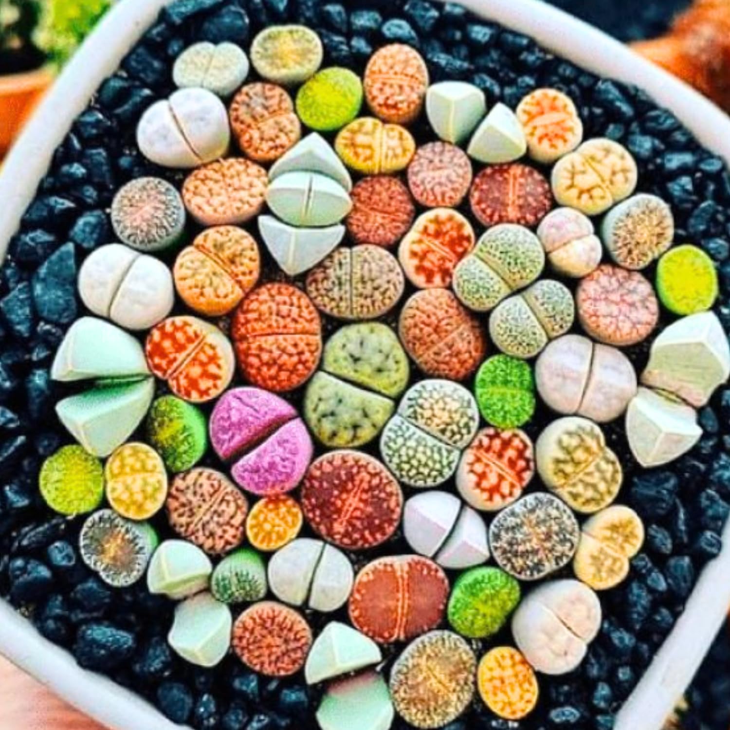 Mix Lithops Succulents Plants Live Bulks, Pack 20 Corlorful Living Stones Lithops Live Plants, Beautiful Lithops Living Stones to Grow, Large Lithop Succulents Cactus Garden