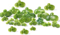 36 Pack Artificial Mini Duckweed with Root, Artificial Floating Plant Plastic Aquarium Simulation Floating Plants for Aquarium Tank Decor