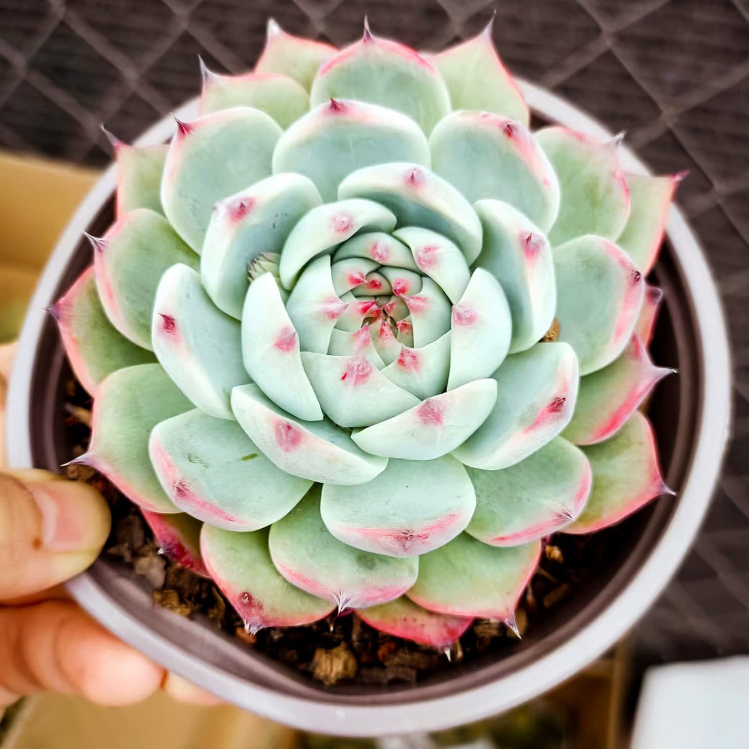 Sprout N Green Echeveria Succulent Collection, 3 Live Succulent Plant Fully Rooted in 2inch Starter Pot, Home Office Indoor Outdoor Wedding Decoration DIY Projects Party Favor