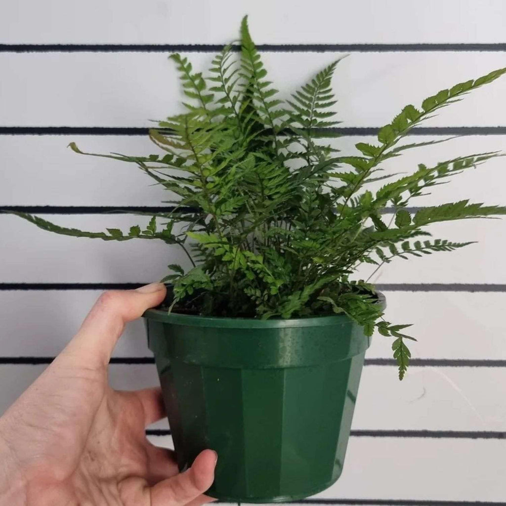 Korean Rock Fern Live Plant for Indoor | Different Houseplants in 4'' & 6'' Pot | Real House Plant for Living Room, Office, Desk & Bathroom | Polystichum tsus-simense