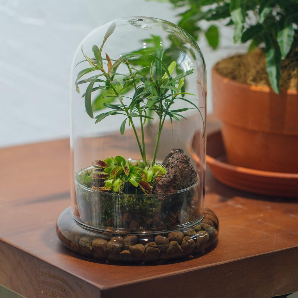 NCYP Glass Cloche Dome with Air Hole and Base, 5.9 x 5.9 x 8.2 Inches, Clear Terrarium Planter for Carnivorous Plants, Small Cactus, Succulents, Venus Flytrap, Tabletop Decoration (No Plants)