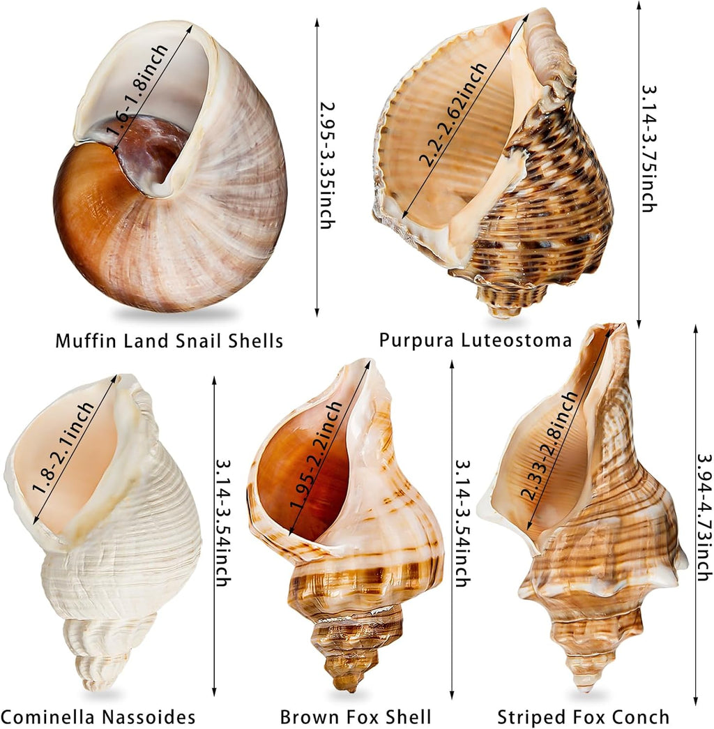 5PCS Extra Large Hermit Crab Shells | Natural Sea Conch Size 3" - 4.7", Opening Size 1.6" - 2.7" | Turbo Seashells for Hermit Crab Supplies and Beach Decoration Large Sea Shell