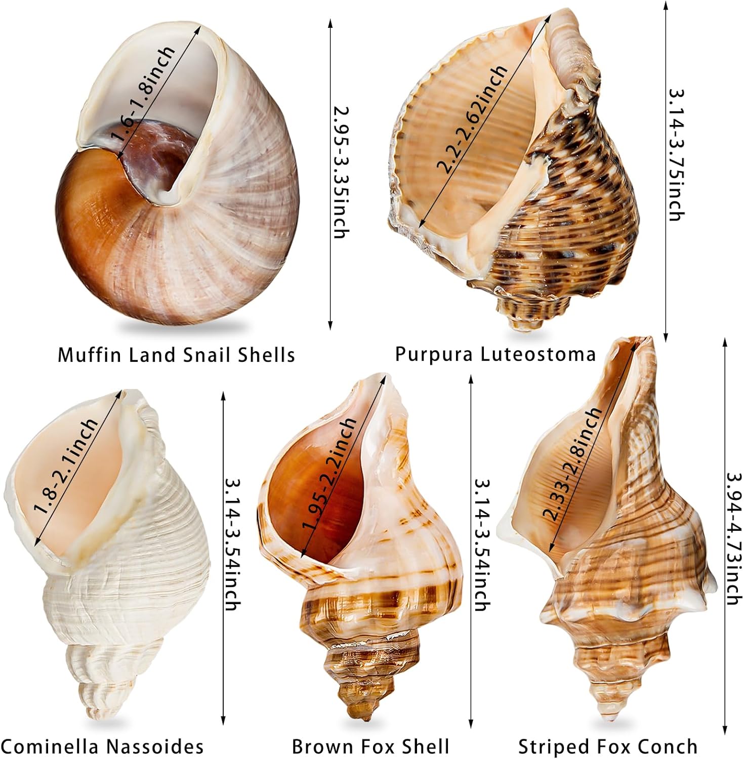 5PCS Extra Large Hermit Crab Shells | Natural Sea Conch Size 3" - 4.7", Opening Size 1.6" - 2.7" | Turbo Seashells for Hermit Crab Supplies and Beach Decoration Large Sea Shell