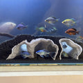 Aquarium Decor, 3D Printed Natural Tunnel Pleco Cave, Fish Hideout Decor for Cichlid, Clown Loach & Kuhli Loach (Black)
