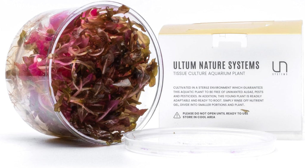 Ultum Nature Systems Alternanthera Reineckii Rosanervig Red Stem Tissue Culture Live Plant for Aquarium, Aquascape, Freshwater Fish Tanks - 100% Snail Free in Vitro
