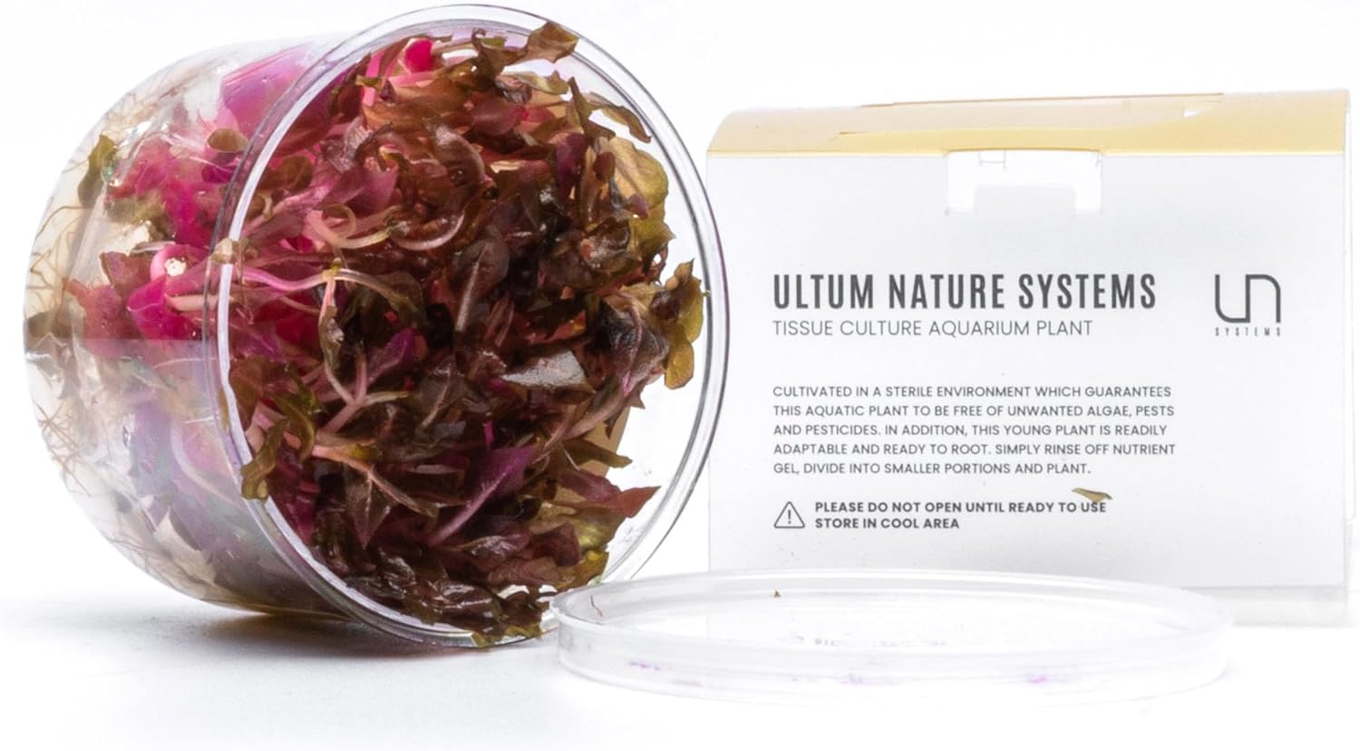 Ultum Nature Systems Alternanthera Reineckii Rosanervig Red Stem Tissue Culture Live Plant for Aquarium, Aquascape, Freshwater Fish Tanks - 100% Snail Free in Vitro