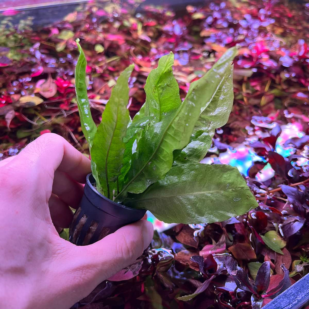 SubstrateSource Java Fern Live Aquarium Plants - Potted Freshwater Plant for Fish Tanks - Beginner Friendly, Low Light (Java Fern, 3 Pots)