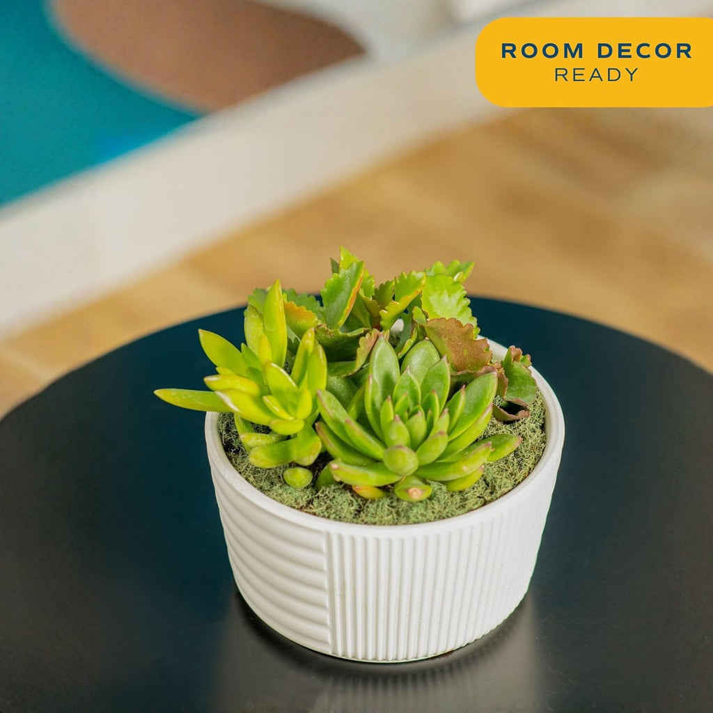 Costa Farms Live Succulent Garden Collection, Live Succulent Plants in Décor Pot, New House Plant Gift, Son, Room and Zen Garden Décor, 6-Inches Tall
