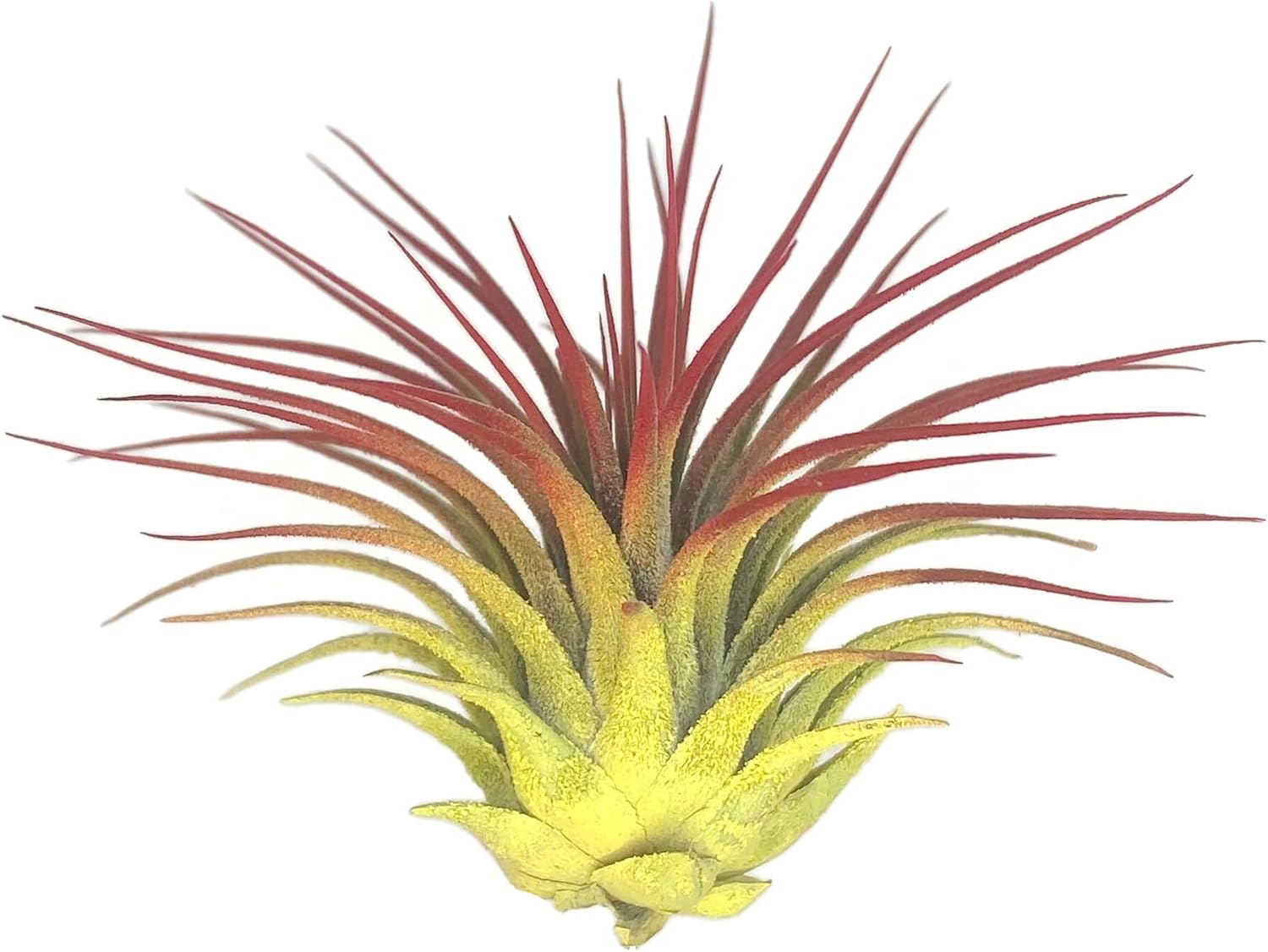 Rainbow Tillandsia Air Plant, Tillandsia Air Plant, Airplant, Air Purification, House Plant, Home Decor & Gift, Live Plant, Healthy Arrival Guarantee (Yellow/Red)
