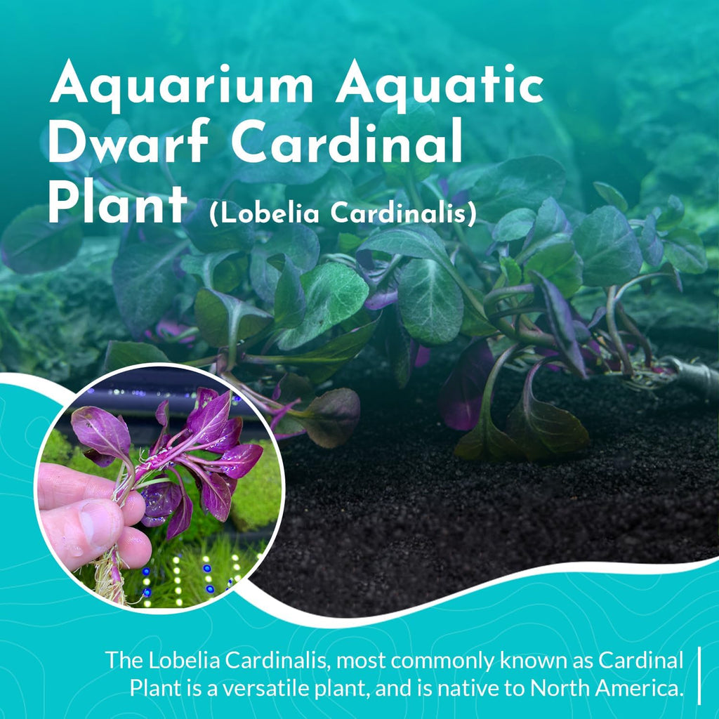 Dwarf Cardinal Plant (Lobelia Cardinalis) - Beautiful Colures - Versatile Plants - Mid-Ground Positioning - All Natural & Organic Aquatic Plant - Long Lasting & Easy to Care - Bunch
