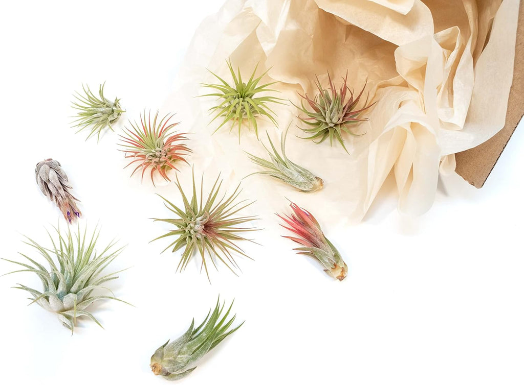 Air Plant Shop 12 Pack Assorted Ionantha Air Plants - Wholesale and Bulk - Succulents - Live Tillandsia - Easy Care Indoor and Outdoor House Plants