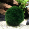 2 Large Live Moss Pebbles Balls for Aquariums - Decorative Green Algae Spheres for Enhanced Aquarium Aesthetics 1.3''-1.5'' (2)