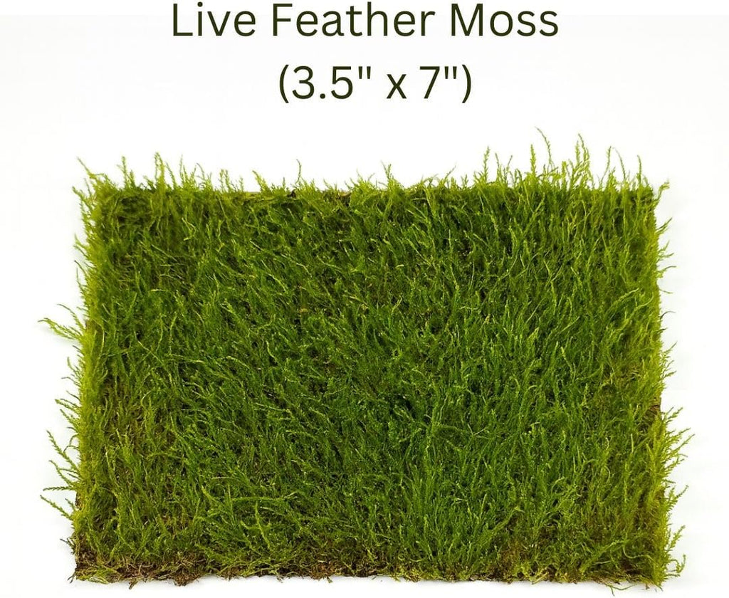 Live Moss Mat Terrarium Pack (2-Species Variety Pack) | Hypnum & Brachythecium | Each Mat is 3.5"x7" | Living Moss Sheets for Terrariums, Vivariums & Bonsai