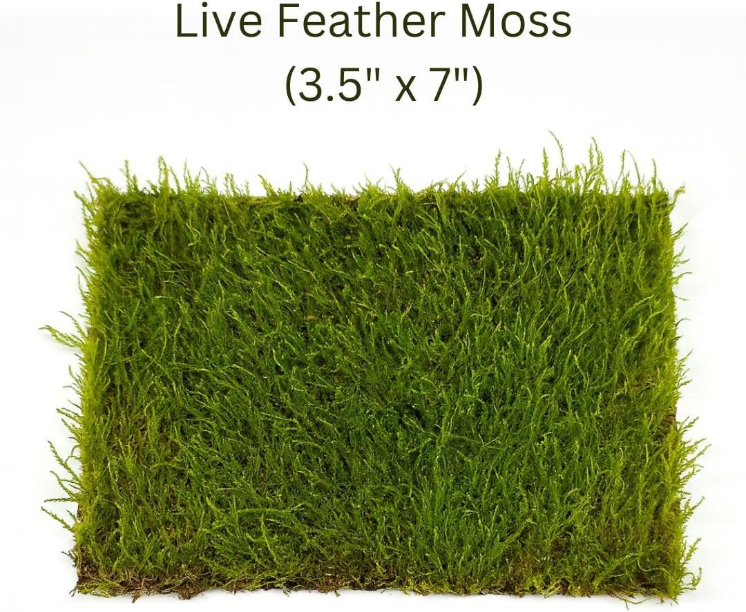 Live Moss Mat Terrarium Pack (3-Species Variety Pack) | Each Mat is 3.5"x7" | Three Different Living Moss Sheets for Terrariums, Vivariums & Bonsai
