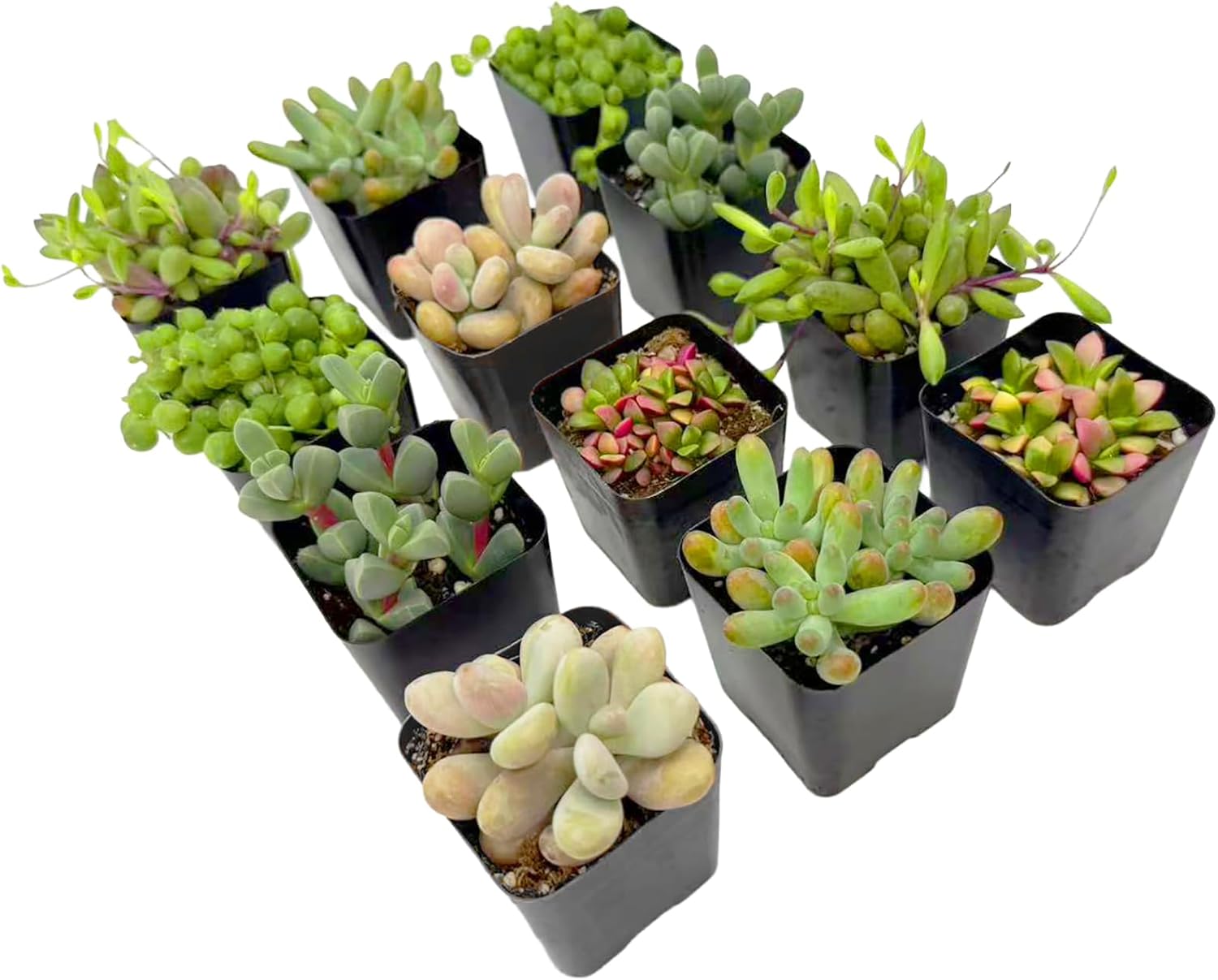 2 Inch Assorted Succulent Plants - Live Mixed Rosette & Unique Succulent Variety Pack, Healthy Rooted Succulents for Indoor/Outdoor Decor, Terrarium, DIY Garden & Gift (12-Pack)