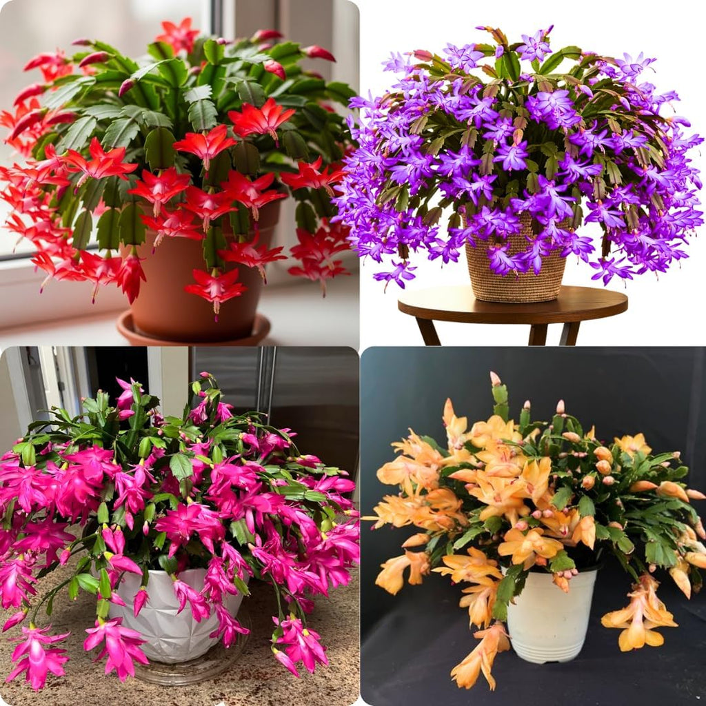 True Thanksgiving Cactus Plant Live in 4" Pot, Ready to Bloom, Holiday Christmas Cactus Plants Live, Vibrant Blooms (Random Single Color)