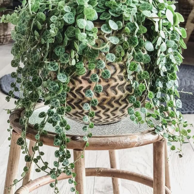 String of Turtles Live Plant, in Pot, Trailing Succulent Plant, Hanging Vine Live Indoor Houseplant