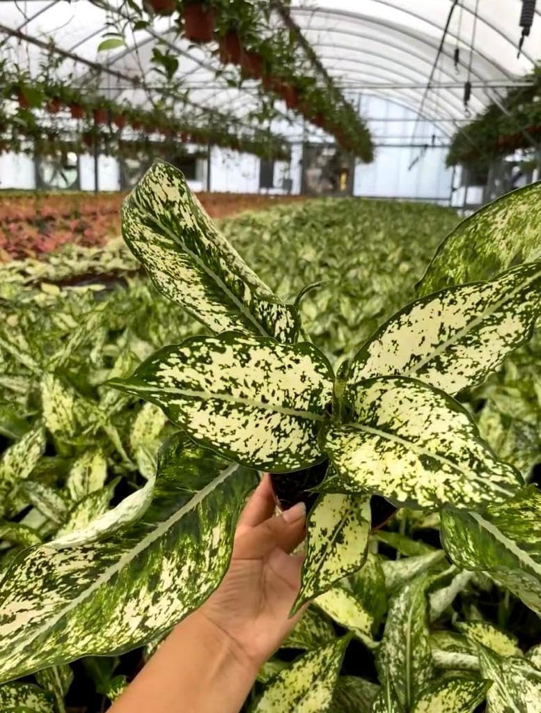 Aglaonema Snow White – Live Plant in 4" Grower’s Pot, Easy to Grow Low Maintenance Indoor Houseplant, White Plants, Includes UniHeat Pack for Winter Protection