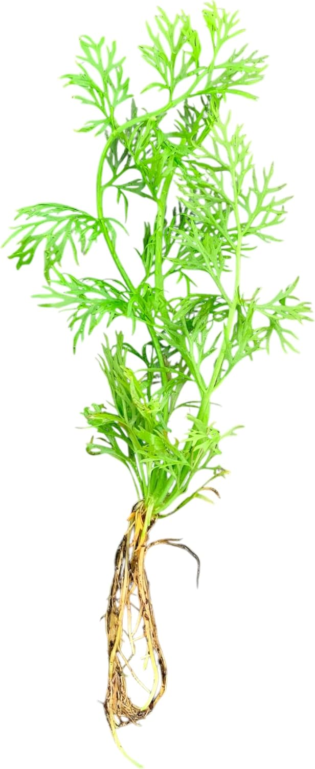 x1 Water Sprite Lace Leaf Live Aquarium Plant - Buy2get1