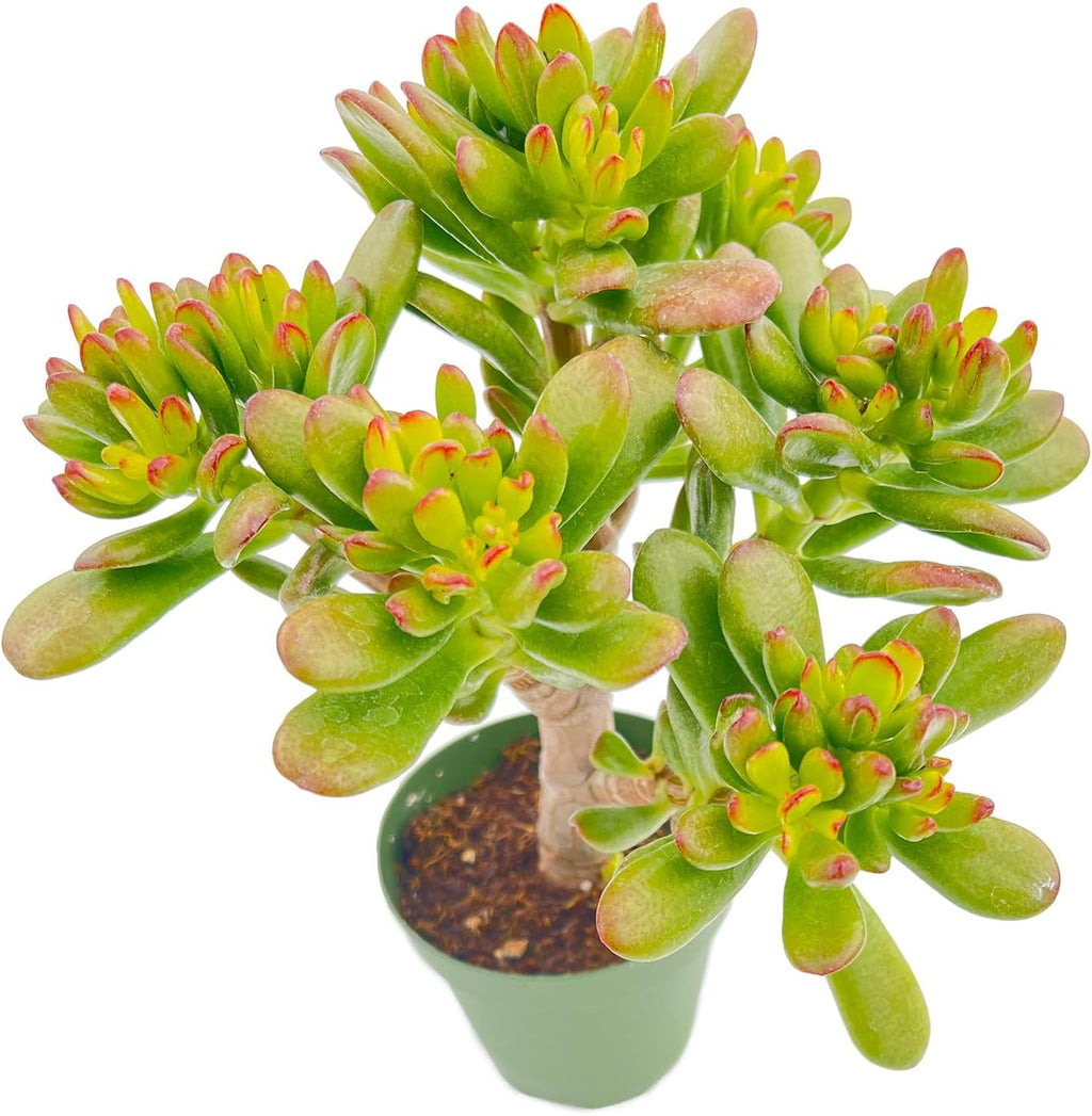 Sprout N Green Hobbit Jade - Crassula Ovata Hobbit, Rare Cute Succulent Plant Fully Rooted in 4" Pot