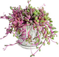4" Ruby Necklace with White Stripe Pot, Live Othonna capensis L.H.Bailey Succulent, Purple Hanging Trailing House Plant for Home Office Wedding Decoration DIY Project Party Favor