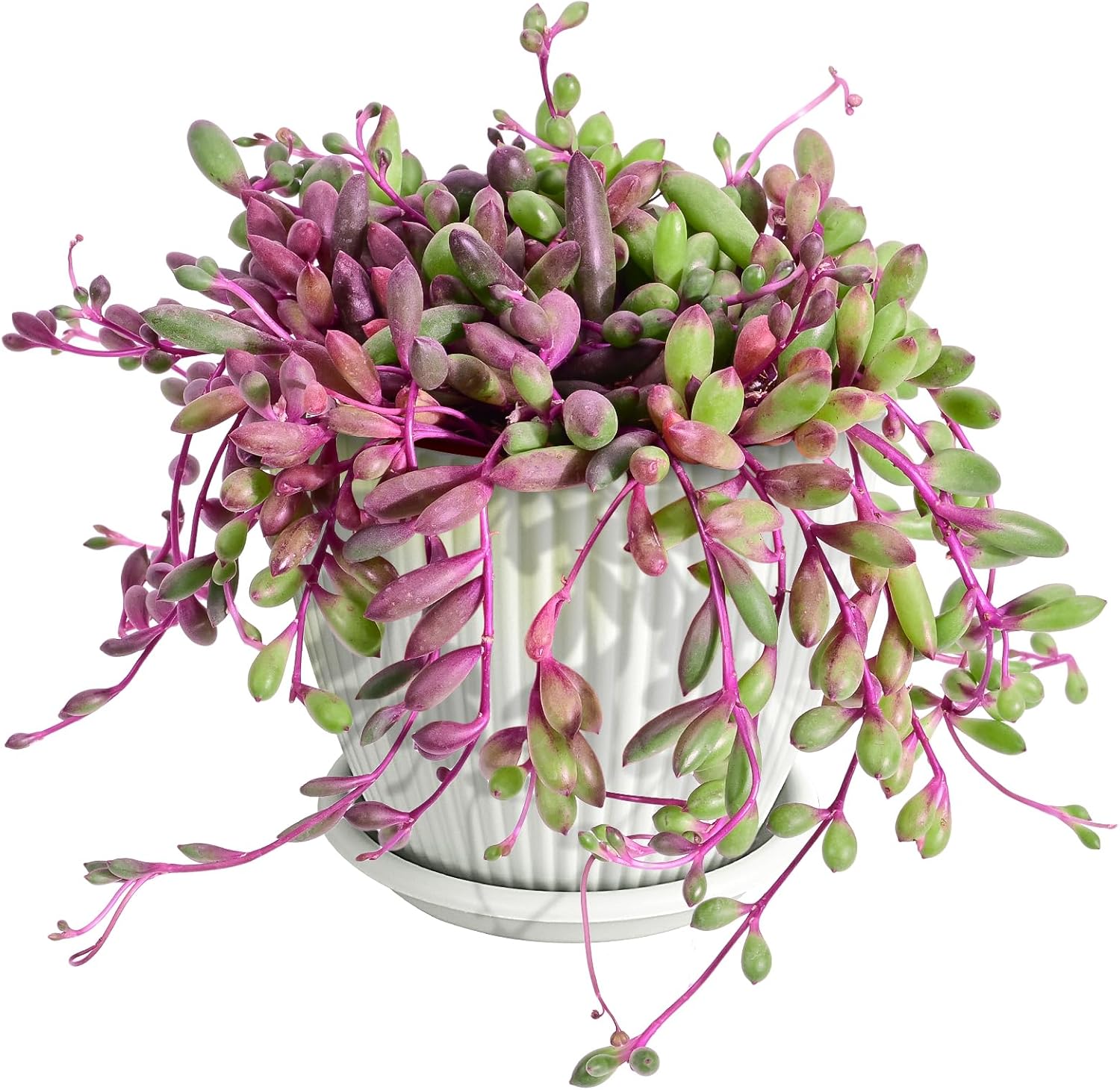 4" Ruby Necklace with White Stripe Pot, Live Othonna capensis L.H.Bailey Succulent, Purple Hanging Trailing House Plant for Home Office Wedding Decoration DIY Project Party Favor