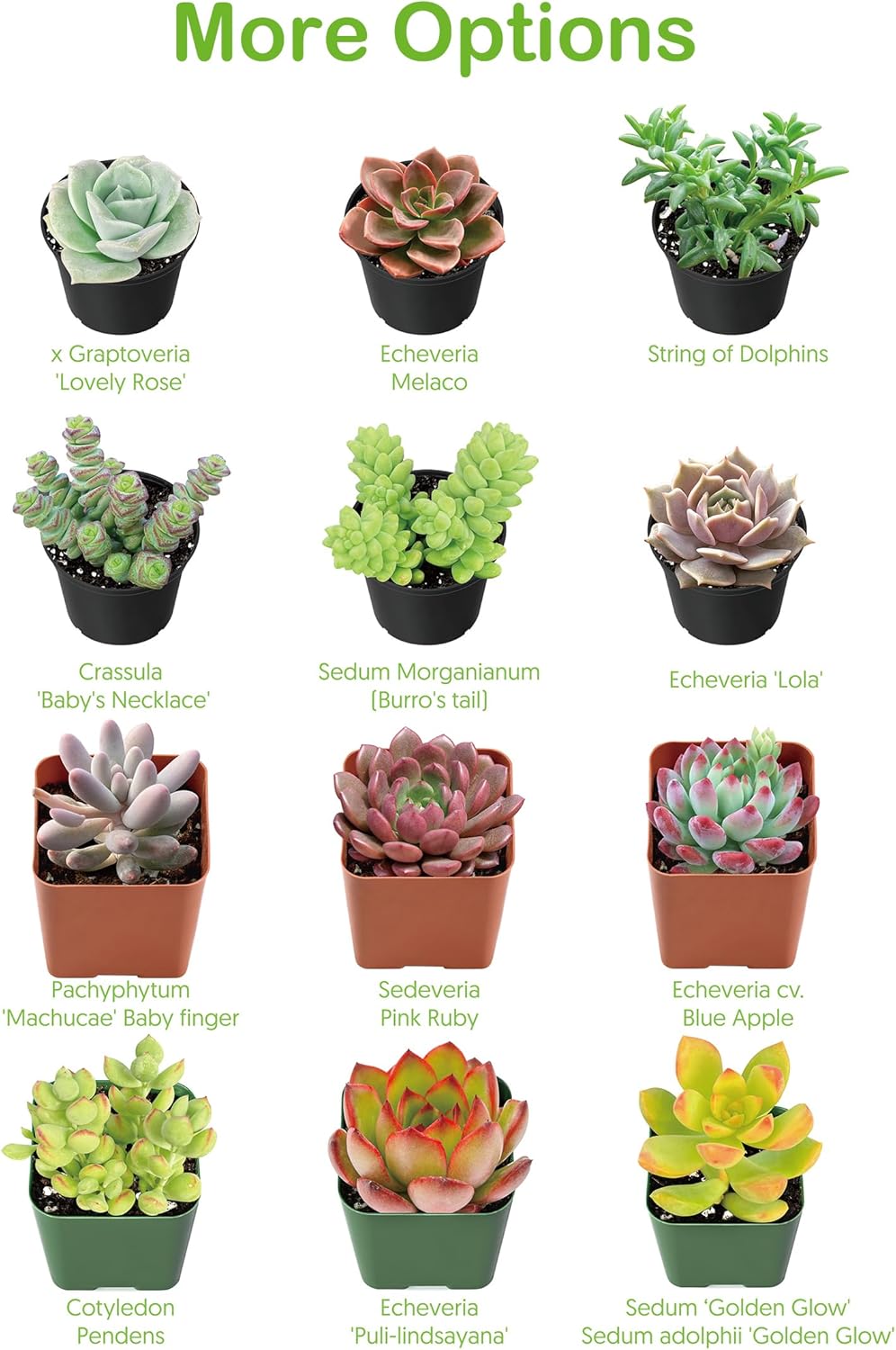 Live Succulent Ripple Jade, Approx 2-inch Large, Potted Succulents, Fully Rooted, Easy Care House Plants