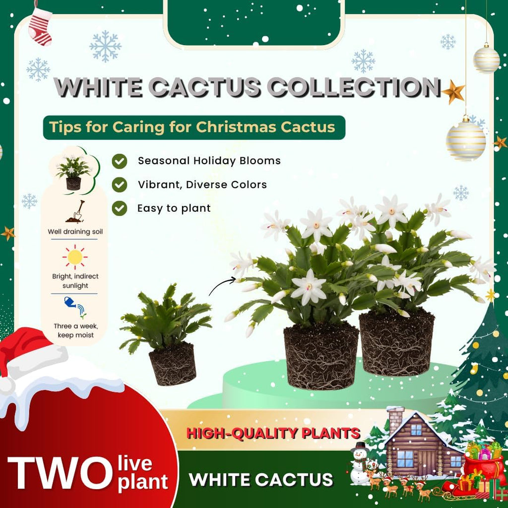 2 Christmas Cactus Plants Live, Holiday Blooming Indoor Plants Live Houseplants, Hanging Baskets Easy Care, Well-Rooted 5-8" Tall, No Pot, Bareroots, Single Stems (White Christmas Cactus)