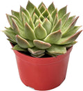 Live Succulent Plants (Echeveria Agavoides 'Spicy'), Easy Care Houseplant for Home and Office Decor, Great Gift for Housewarming, Birthday, Thanksgiving