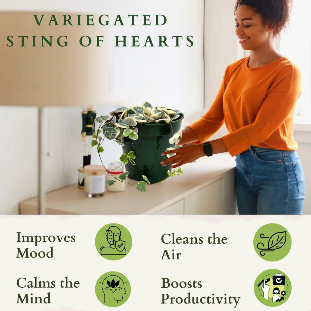 4.5 Inch String Of Hearts Plant Live - Variegated String Of Heart Live Plants - Succulents Plants Live - Rare Indoor Houseplant For Home Office Wedding Decorations & Birthday Gift (Heat Pack Included)