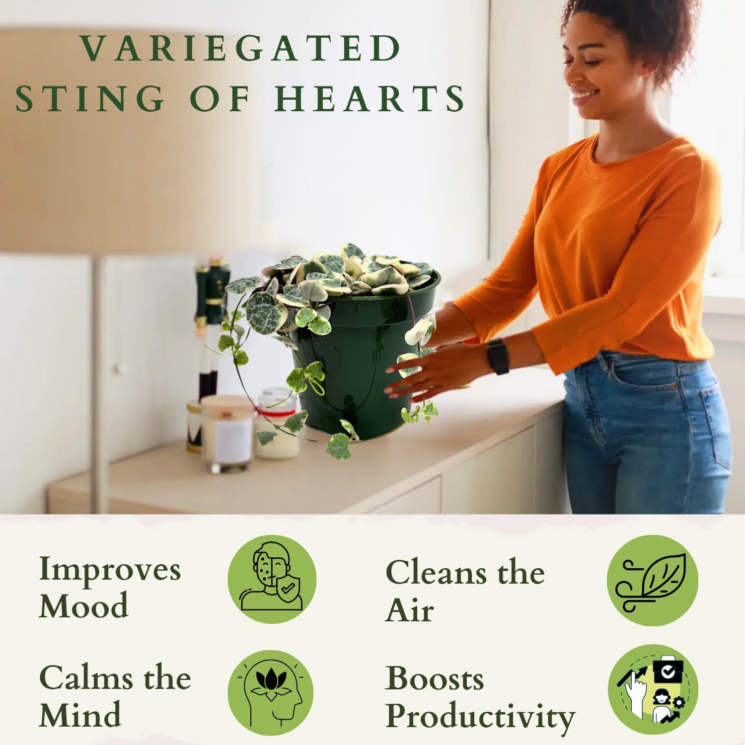 4.5 Inch String Of Hearts Plant Live - Variegated String Of Heart Live Plants - Succulents Plants Live - Rare Indoor Houseplant For Home Office Wedding Decorations & Birthday Gift (Heat Pack Included)