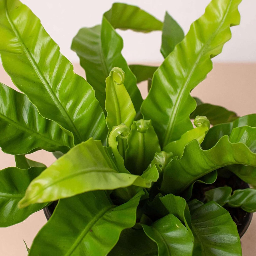 Fern Bird's Nest Hurricane Live Plant for Indoor | Different Houseplants in 4'' & 6'' Pot | Real House Plant for Living Room, Office, Desk & Bathroom | Twisted Asplenium Antiquum