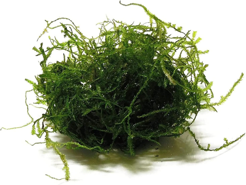 3X Java Moss Taxiphyllum Barbieri Portions