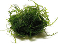 3X Java Moss Taxiphyllum Barbieri Portions