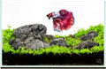 Ultum Nature Systems Ultra Clear Rimless Nano Aquarium - Low Iron Glass Fish Tank with 45° Mitered Edges, 5mm-12mm Thick, Leveling Mat Included (5N, 5 Gallon)
