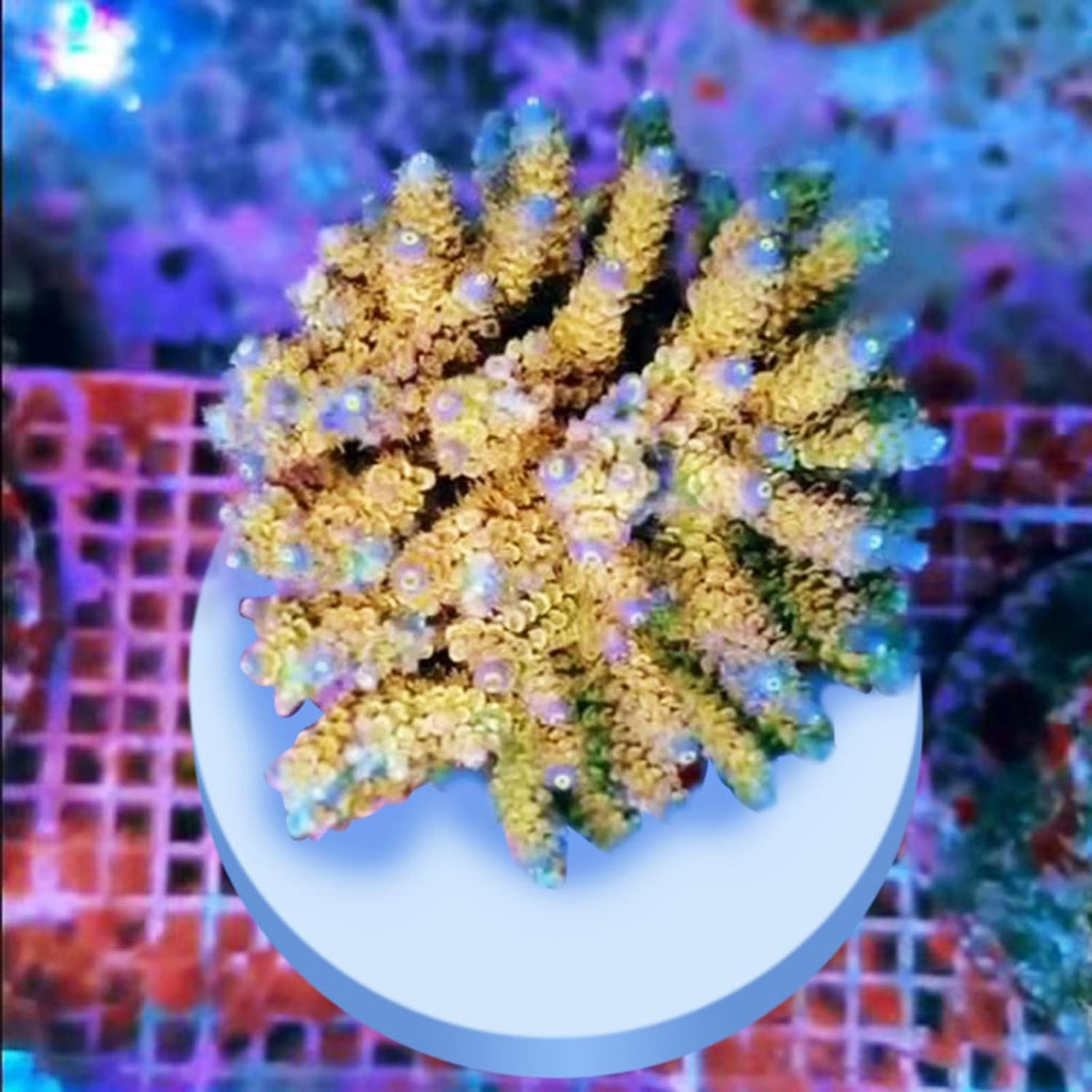 Ceramic White Coralline Coral frag Plugs Coral frag Base Round/Big Size Round/Hexagon (round70mm12pcs)