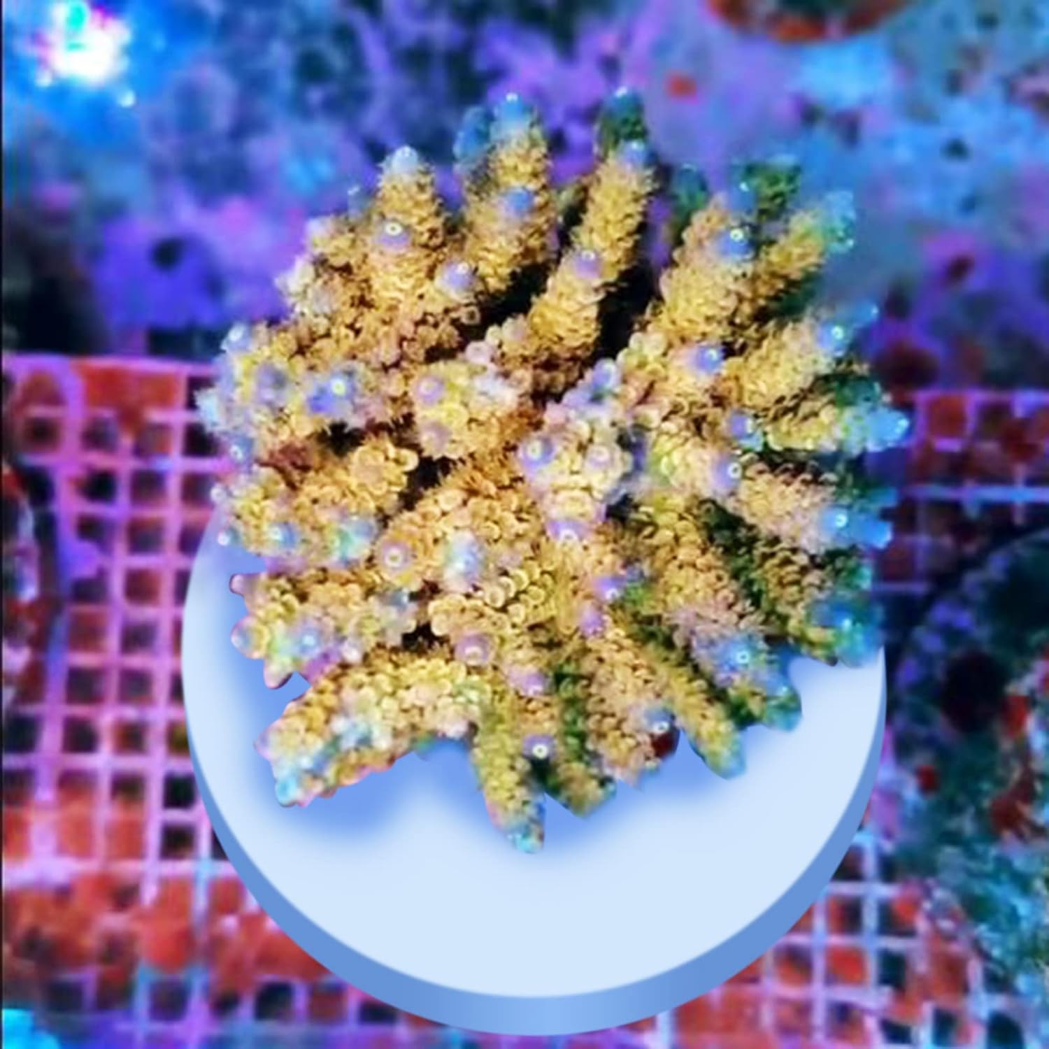 Ceramic White Coralline Coral frag Plugs Coral frag Base Round/Big Size Round/Hexagon (round70mm12pcs)