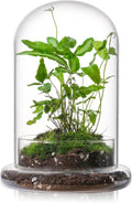 WHJY 8 inches Glass Cloche for Indoor Plants Small Terrarium Glass Cloche with Base Mini Cloche Dome with Base for Display Home Decor