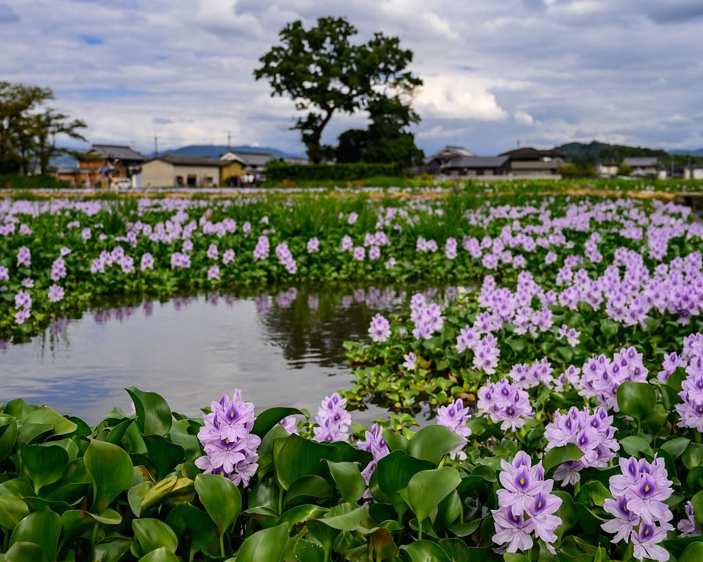 Floating Flowering Plant – Live Aquatic Plants for Ponds & Aquariums (1 Common Water Hyacinth (Eichhornia crassipes), 1, Count)