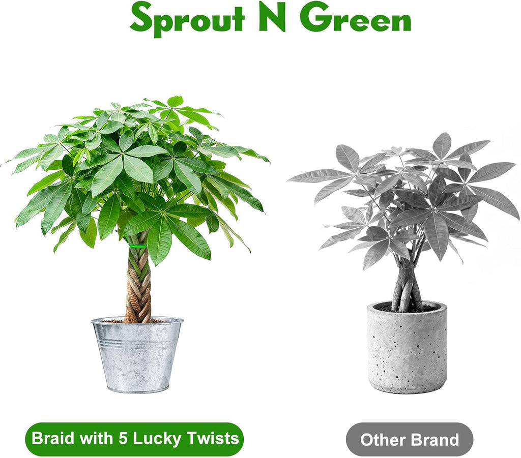 Sprout N Green Small Money Tree with 5 Lucky Braid, Live Plant with Vintage Metal Pot, Decoration for Indoor Home Office Tabletop Windowsill Side Table, Housewarming Christmas Gift, 8-10" Tall