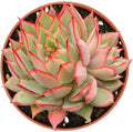 Live Succulent Plants (Echeveria 'Yeon-Deung'), Easy Care Potted Succulents, Approx 4" D x 4" H, Indoor Houseplant, Unique Gifts, Home Office Décor