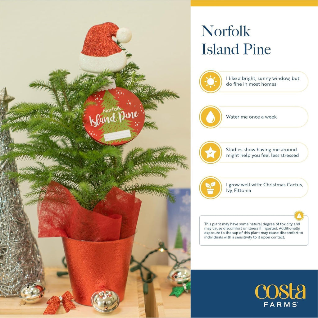 Costa Farms Live Christmas Tree, Large Norfolk Island Pine in Nursery Plant Pot, Potting Soil, Indoor Decor, All Seasons Christmas Gift or Room Decor, 3 Feet Tall