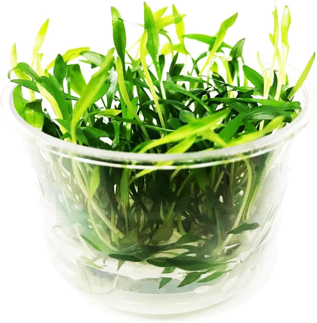 Cryptocoryne Lutea Crypts Walkeri Vitro Live Aquarium Plants in TC Cup for Aquatic Freshwater Fish Tank by Greenpro
