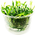 Cryptocoryne Lutea Crypts Walkeri Vitro Live Aquarium Plants in TC Cup for Aquatic Freshwater Fish Tank by Greenpro