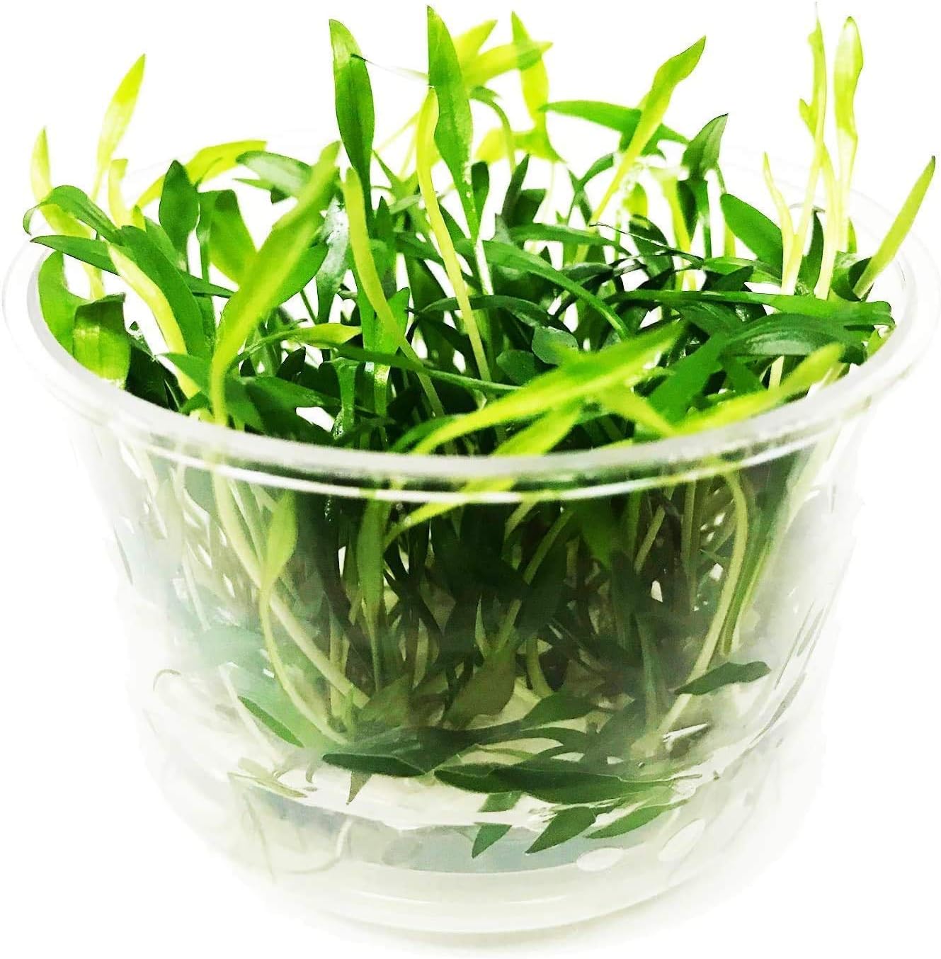 Cryptocoryne Lutea Crypts Walkeri Vitro Live Aquarium Plants in TC Cup for Aquatic Freshwater Fish Tank by Greenpro