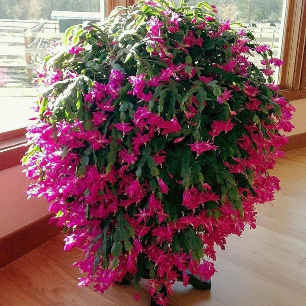 Christmas Cactus Plants Live, Thanksgiving Cactus Easter Cactus Like, 4-8 Inc Tall, Cold Hardy, Holiday Cactus for Indoor Outdoor Planting, Starter Size (Vibrant Pink)