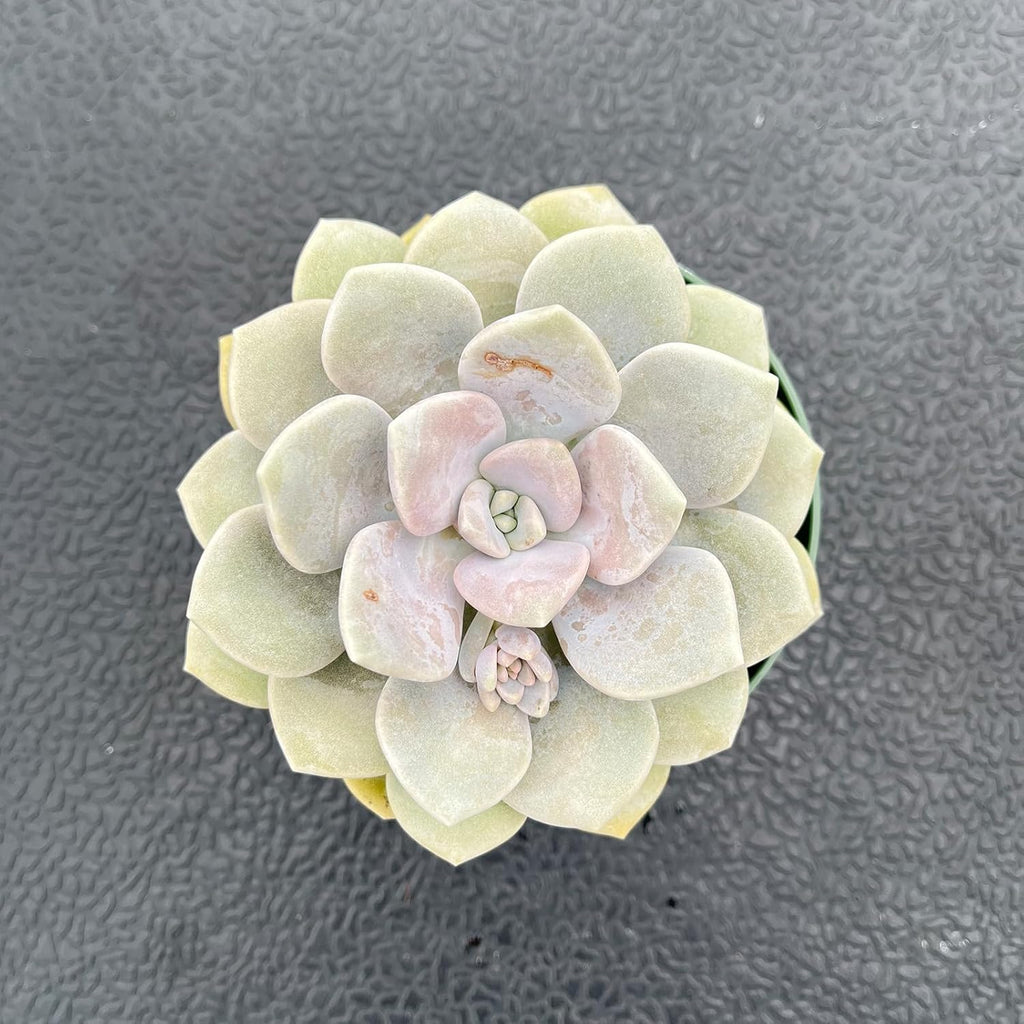 Live Succulent Plants (x Graptoveria 'Margaret Rose'), Easy Care Houseplant for Home and Office Decor, Great Gift for Housewarming, Birthday, Thanksgiving