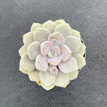 Live Succulent Plants (x Graptoveria 'Margaret Rose'), Easy Care Houseplant for Home and Office Decor, Great Gift for Housewarming, Birthday, Thanksgiving