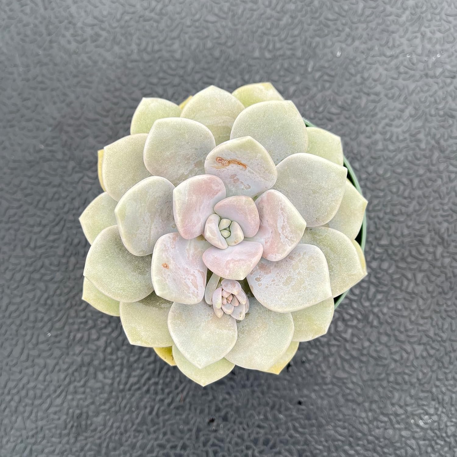 Live Succulent Plants (x Graptoveria 'Margaret Rose'), Easy Care Houseplant for Home and Office Decor, Great Gift for Housewarming, Birthday, Thanksgiving