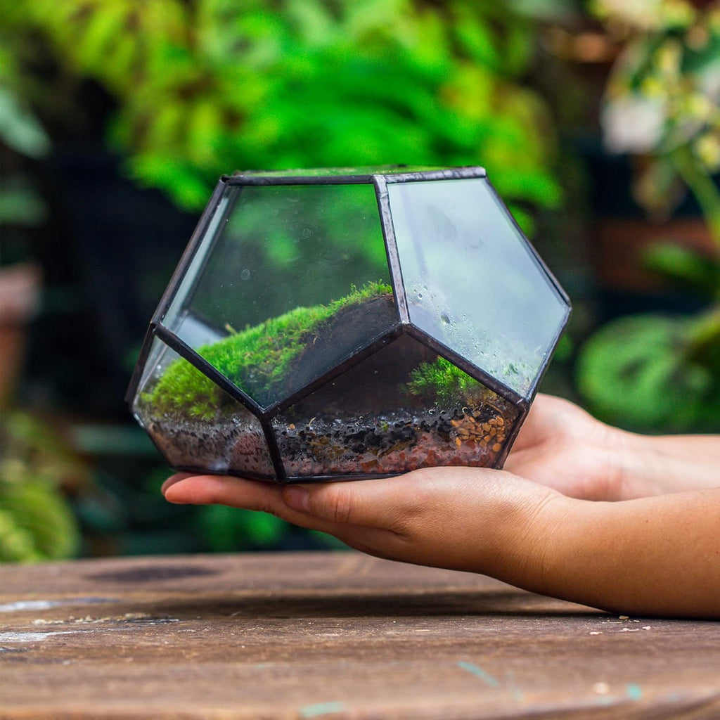 NCYP Small Glass Geometric Terrarium with Door -7.1x7.1x4.7 inches - Black Pentagon Closed Planter Pot for Succulents, Air Plants - Home Garden Office Tabletop Decoration Box (Terrarium Only)
